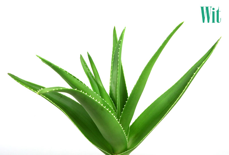 mẹo dân gian chữa đau mắt đỏ