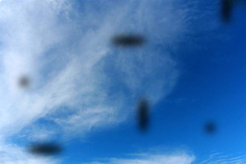 ruôi bay trước mắt