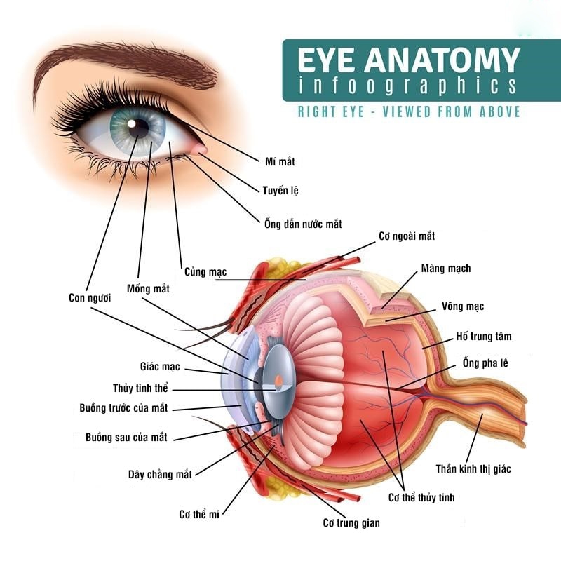 cấu tạo của mắt