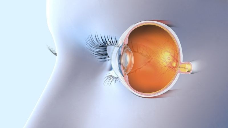 Thủy tinh thể là gì? Tìm hiểu cấu tạo và chức năng