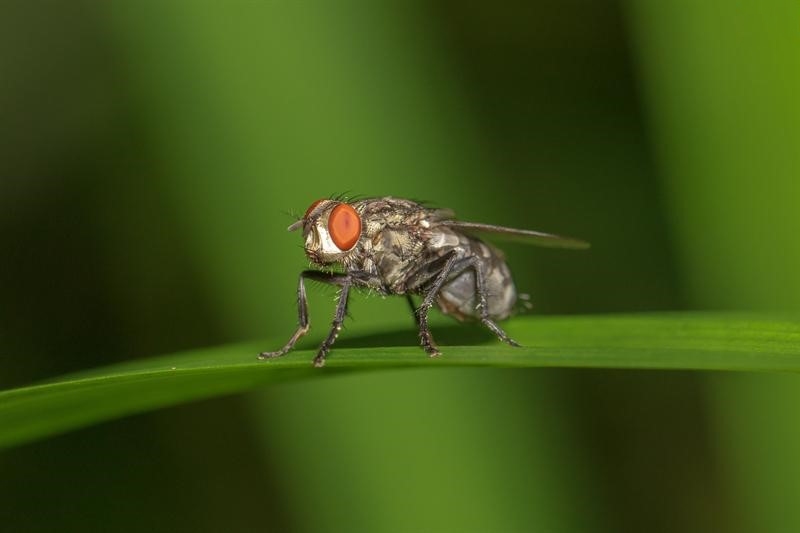 con ruồi