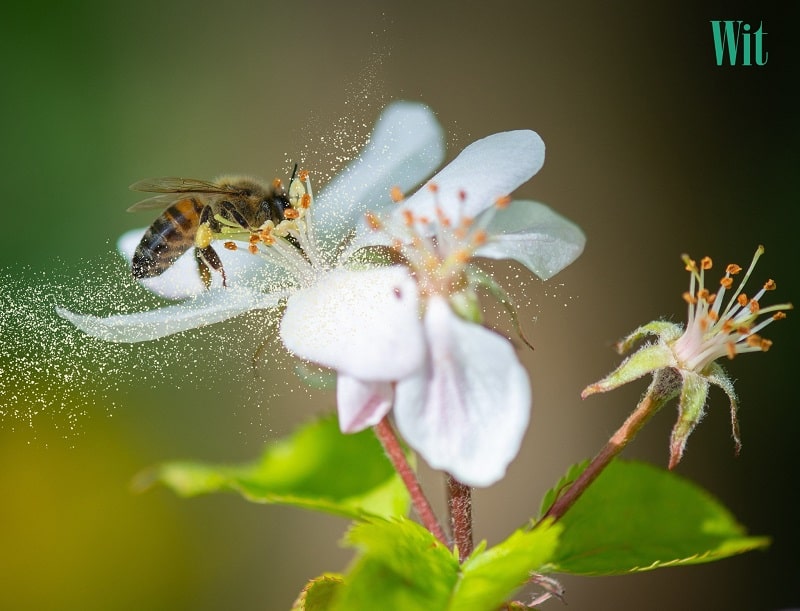 Phấn hoa là một trong những dị nguyên gây viêm kết mạc mùa xuân bạn cần tránh