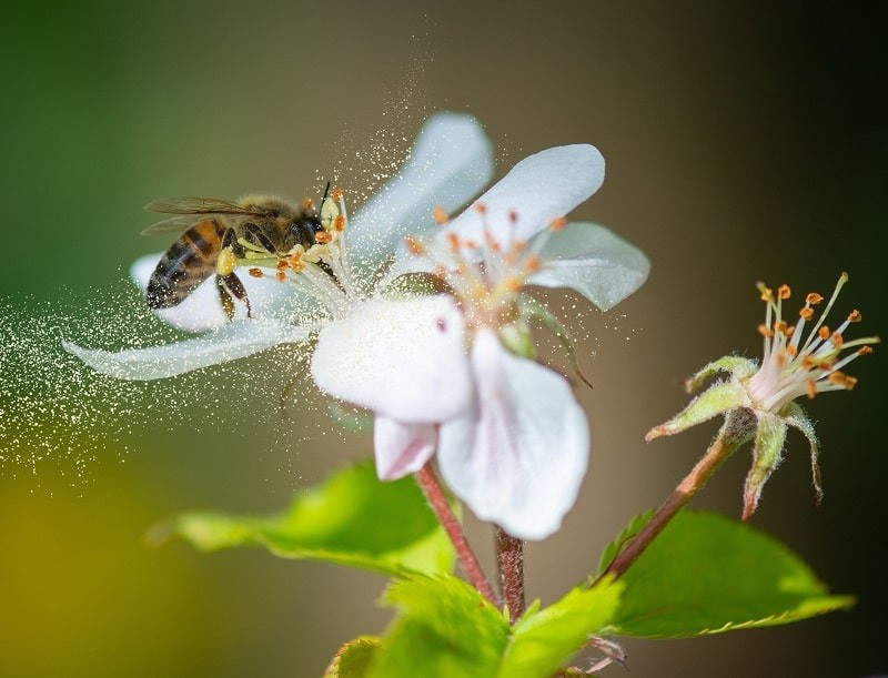 Phấn hoa là một trong những dị nguyên gây viêm kết mạc mùa xuân bạn cần tránh