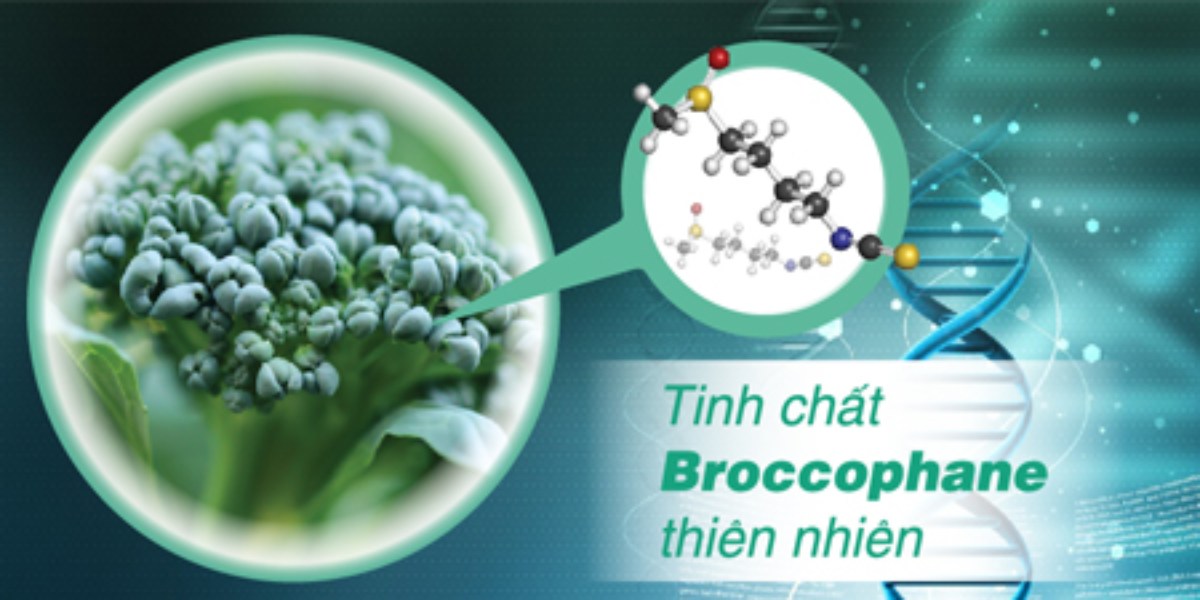 tinh chất broccophane thiên nhiên